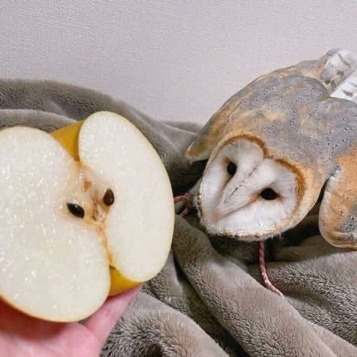 Adorable Yet Terrifying Animal Moments