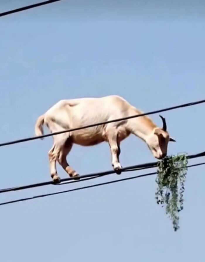Adorable Yet Terrifying Animal Moments