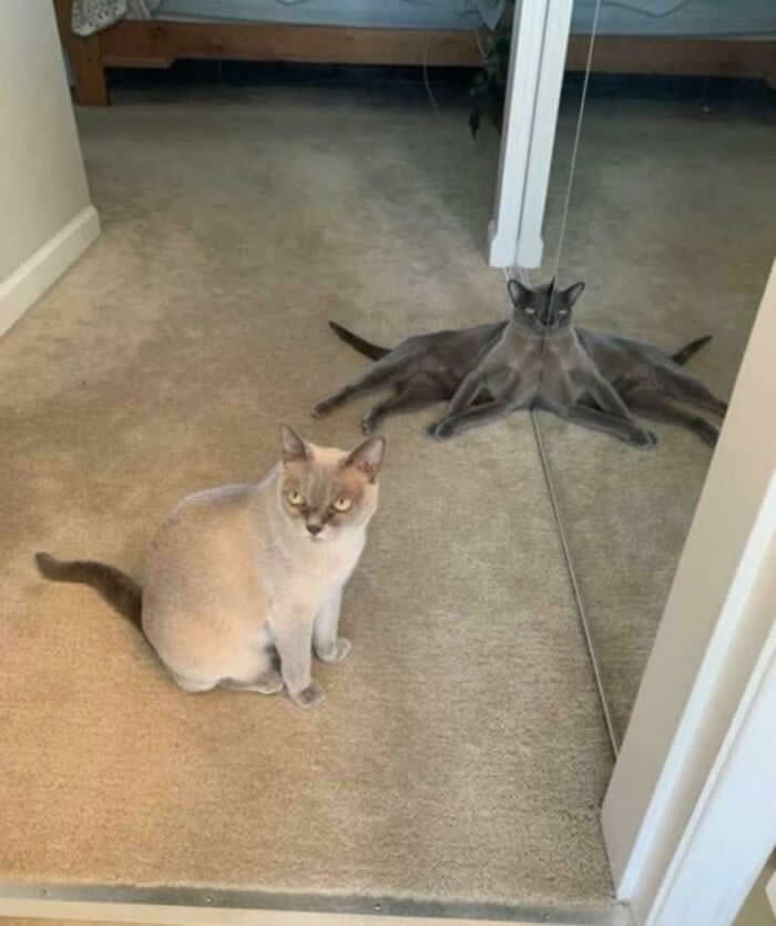 Adorable Yet Terrifying Animal Moments