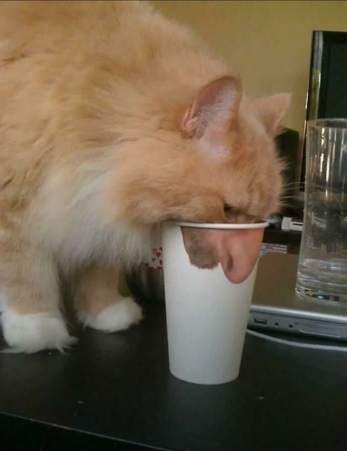 Adorable Yet Terrifying Animal Moments