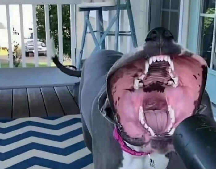 Adorable Yet Terrifying Animal Moments