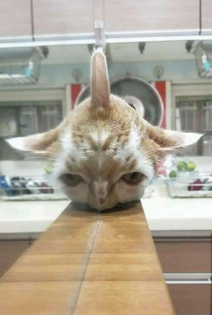 Adorable Yet Terrifying Animal Moments