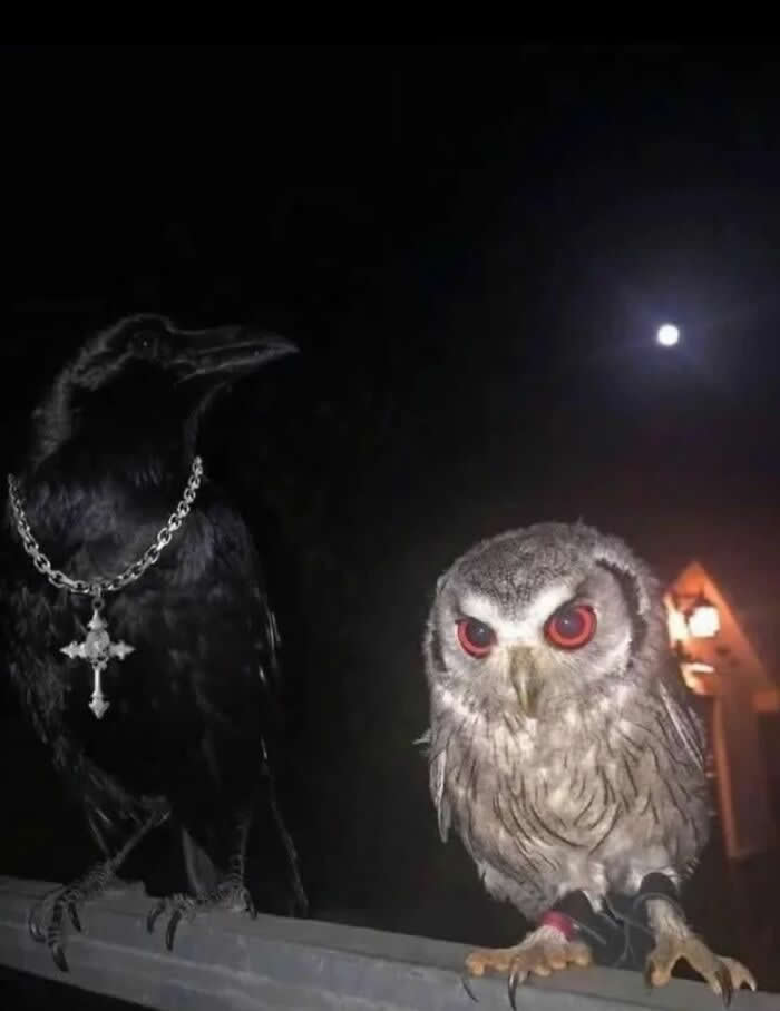 Adorable Yet Terrifying Animal Moments