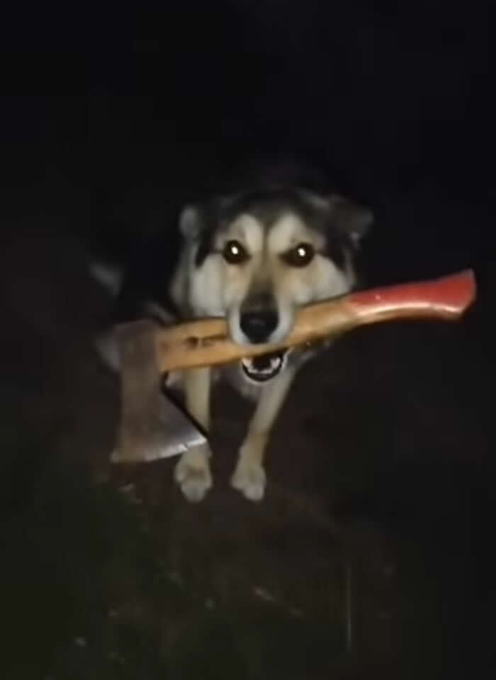 Adorable Yet Terrifying Animal Moments