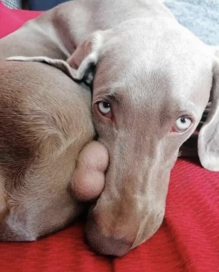 Adorable Yet Terrifying Animal Moments
