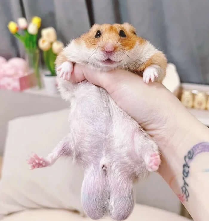 Adorable Yet Terrifying Animal Moments