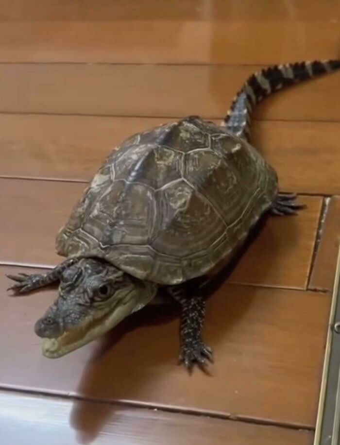 Adorable Yet Terrifying Animal Moments