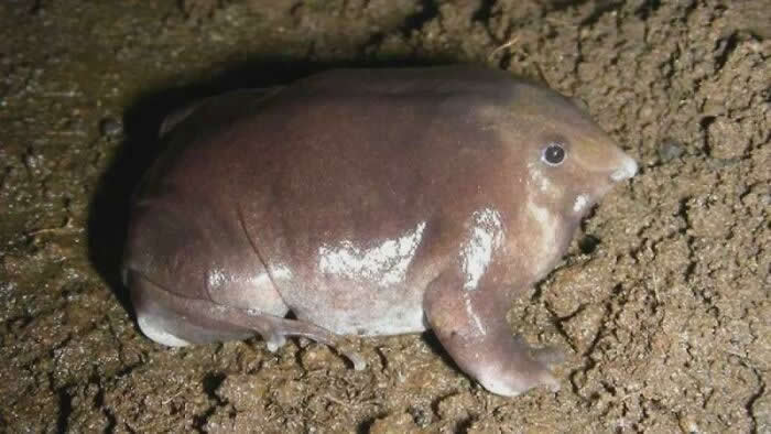 Adorable Yet Terrifying Animal Moments