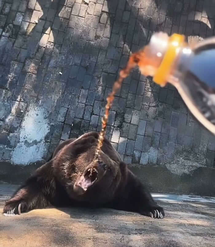 Adorable Yet Terrifying Animal Moments