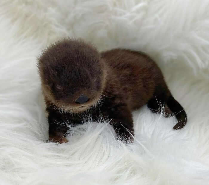 Our Sweet Emmett The Otter - Adorable Tiny Animals