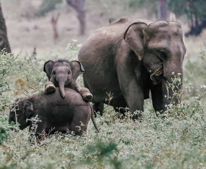 Cutest Baby Elephant - Adorable Tiny Animals