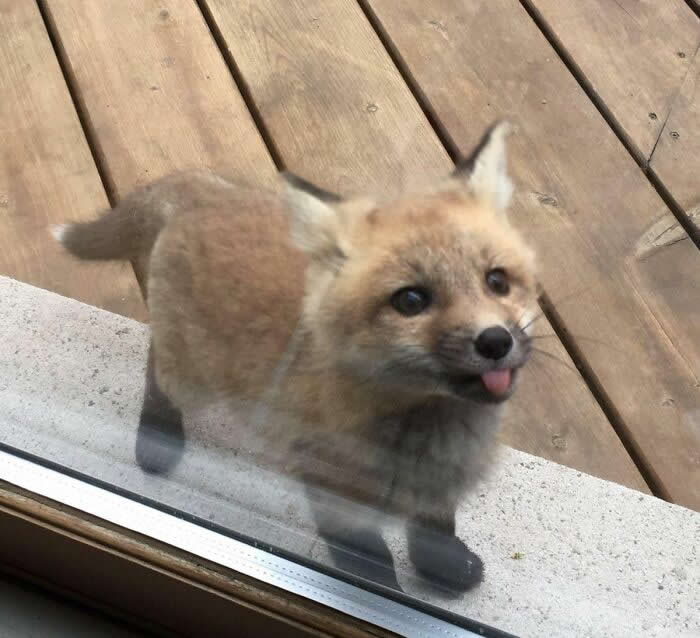 A Baby Fox Showed Up To Say Hi At My Grandmother’s House - Adorable Tiny Animals