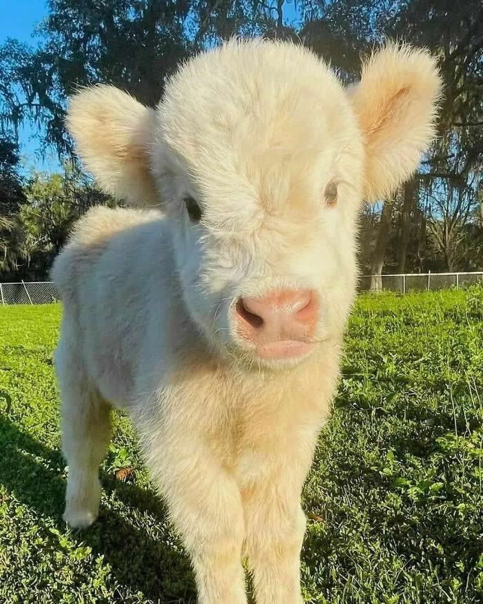 Moo Moo Everyone - Adorable Tiny Animals