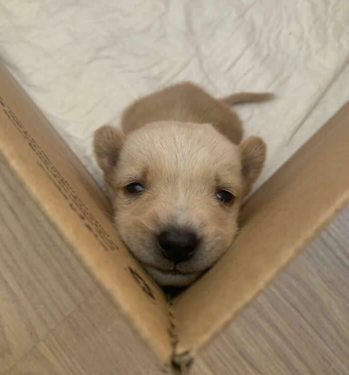 Baby Boy - Adorable Tiny Animals