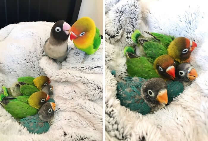 Beautiful Half Goth Babies - Adorable Tiny Animals