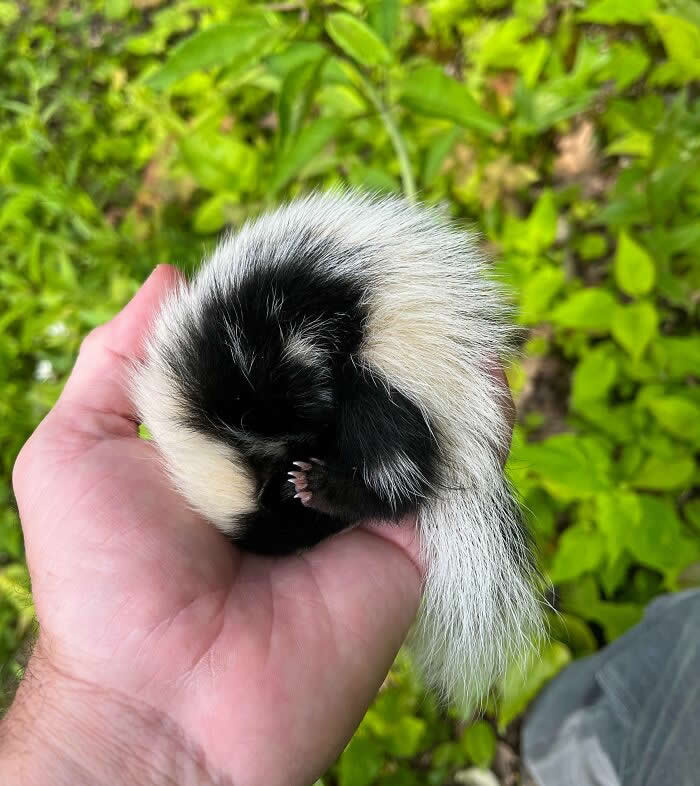 Baby Skunk Fell Asleep In My Hand Yesterday As I Returned It To Its Burrow - Adorable Tiny Animals