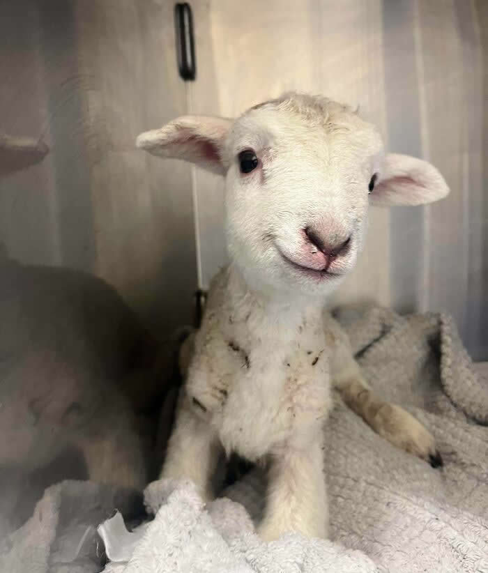 My Coworker Brought Her Day-Old Lamb Into Work - Adorable Tiny Animals