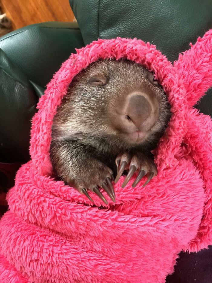 Happy Sleeping Baby Wombat - Adorable Tiny Animals
