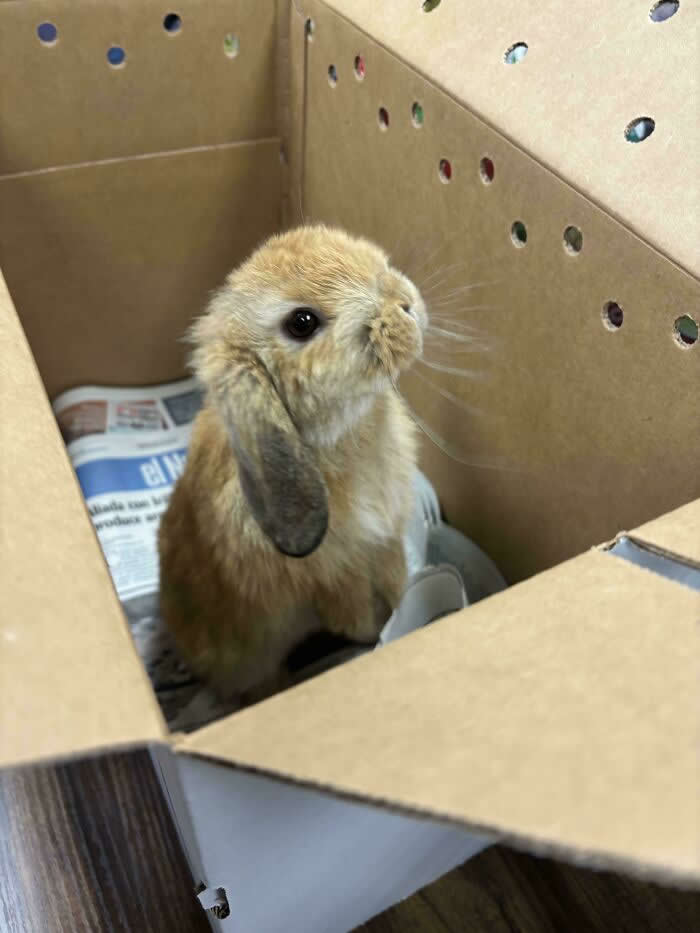 Look At This Adorable Shelter Bunny - Adorable Tiny Animals