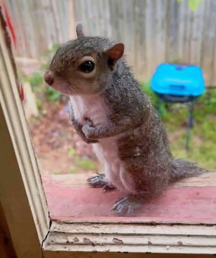 A Baby Squirrel Saved, Now She’s Demanding Peanuts - Adorable Tiny Animals
