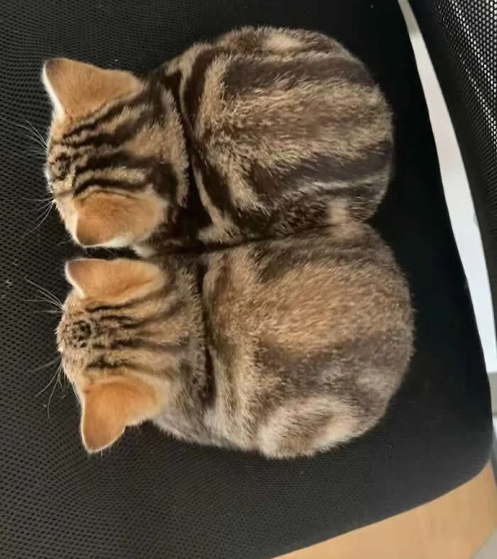 Ctrl C + Ctrl V - Adorable Tiny Animals