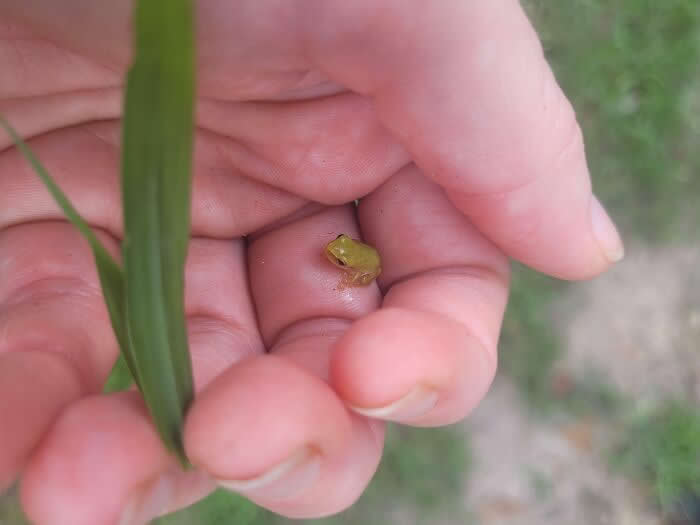 Teeny Tiny Itty-Bitty Froggo - Adorable Tiny Animals