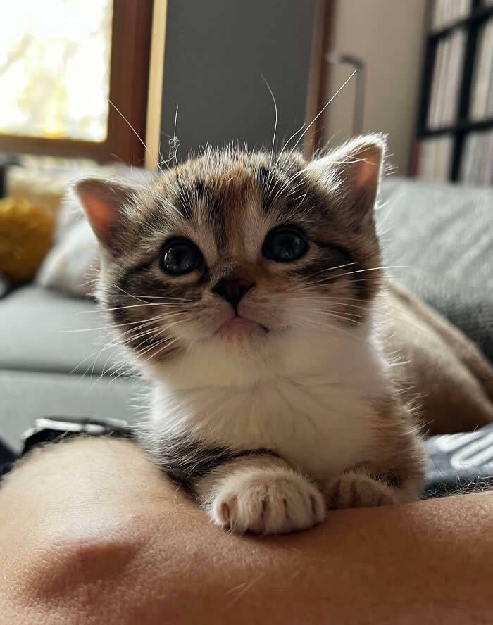 Miss Stripey Has Been Taken Into Custody - Adorable Tiny Animals
