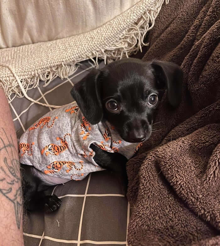 Rescued This Baby From A Hoarder. She Is 9 Months Old Today. She’s Doing Amazing - Adorable Tiny Animals