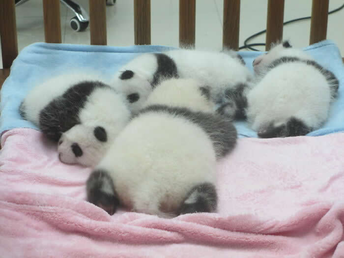 Baby Pandas - Adorable Tiny Animals