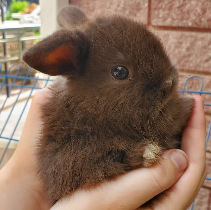 One Of My Babies. Name Ideas? I Love Her Teeny Little Ears - Adorable Tiny Animals