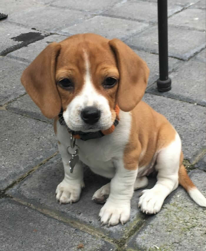 Our Little Beagle! Meet Belle - Adorable Tiny Animals