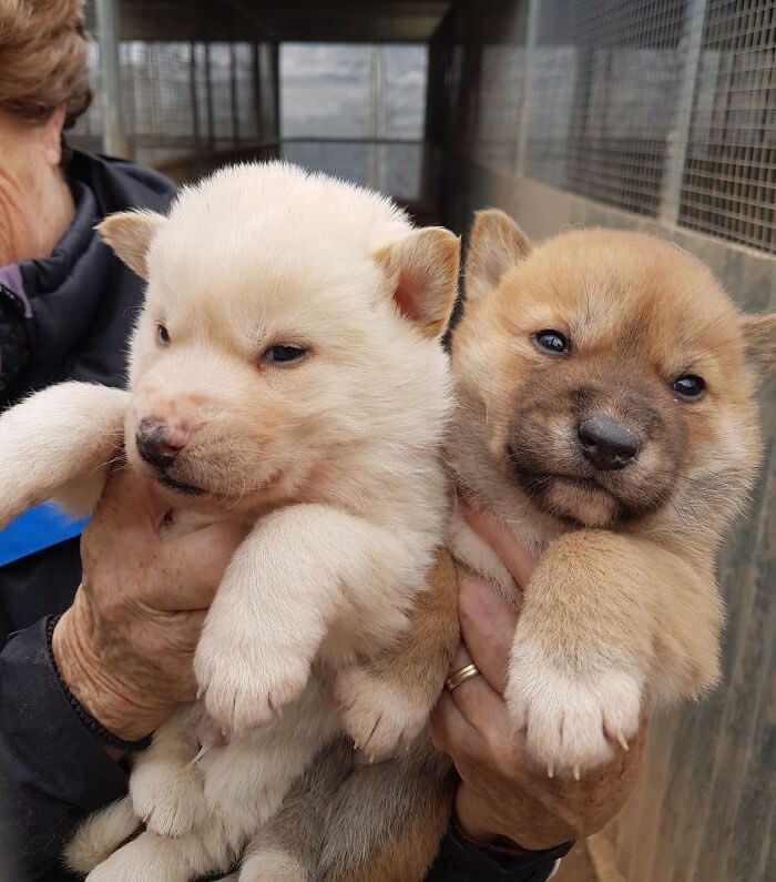 Adorale Baby Dingos - Adorable Tiny Animals