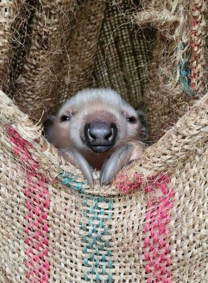 Baby Anteater - Adorable Tiny Animals