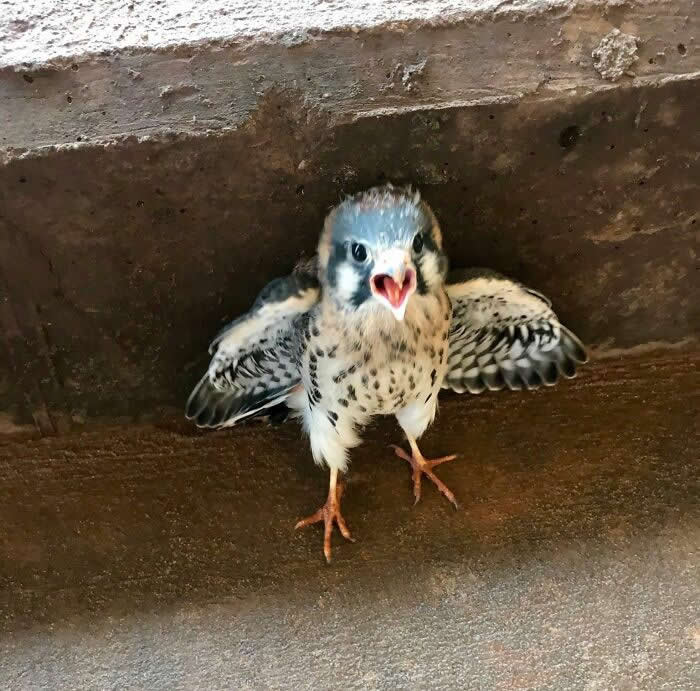 Found A Baby Hawk At Work Today - Adorable Tiny Animals