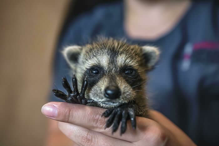 One Of Our Baby Raccoon Rescues Is Waving “Hello” - Adorable Tiny Animals