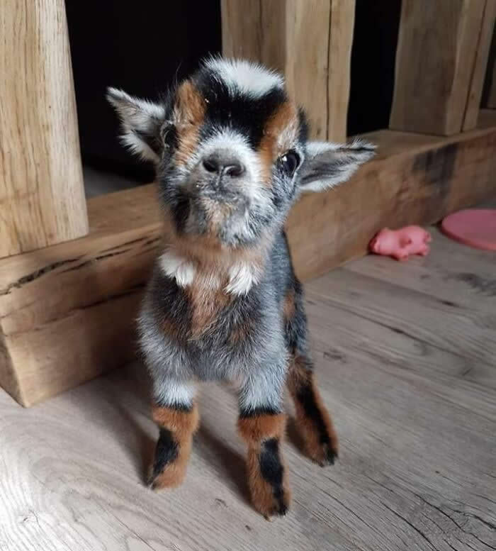 Whacchu Lookin’ At, Peasant? - Adorable Tiny Animals