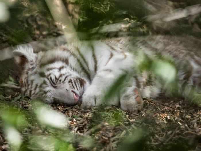 Sleeping Baby Tiger At Animalia Park, Sao Paulo, Brazil - Adorable Tiny Animals