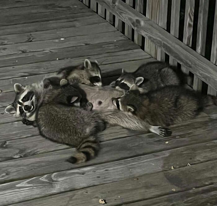 Baby Racoons Nursing On My Deck - Adorable Tiny Animals