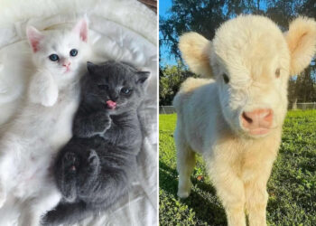 Adorable Tiny Animals