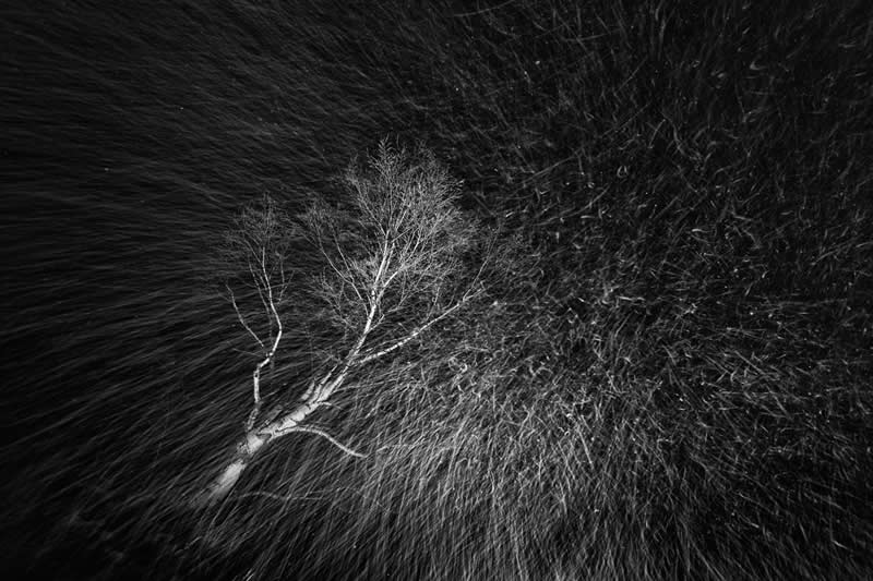 Night and White by Carole Reboul - Nature Winners from the Annual Photography Awards