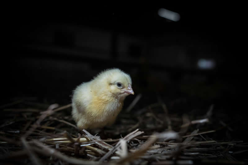 Forgotten lives by Human Cruel Ties - Nature Winners from the Annual Photography Awards