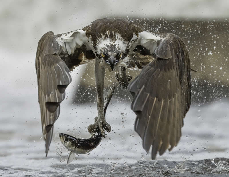 Osprey Intensity by William Pully - Nature Winners from the Annual Photography Awards