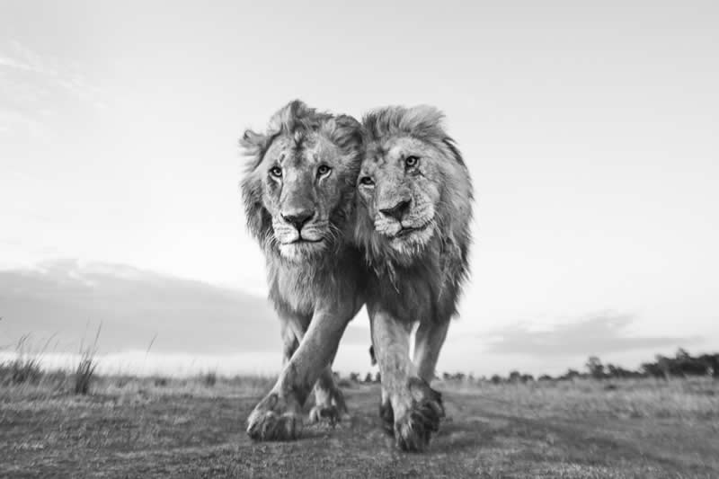 The Mara by Anup Shah - Nature Winners from the Annual Photography Awards