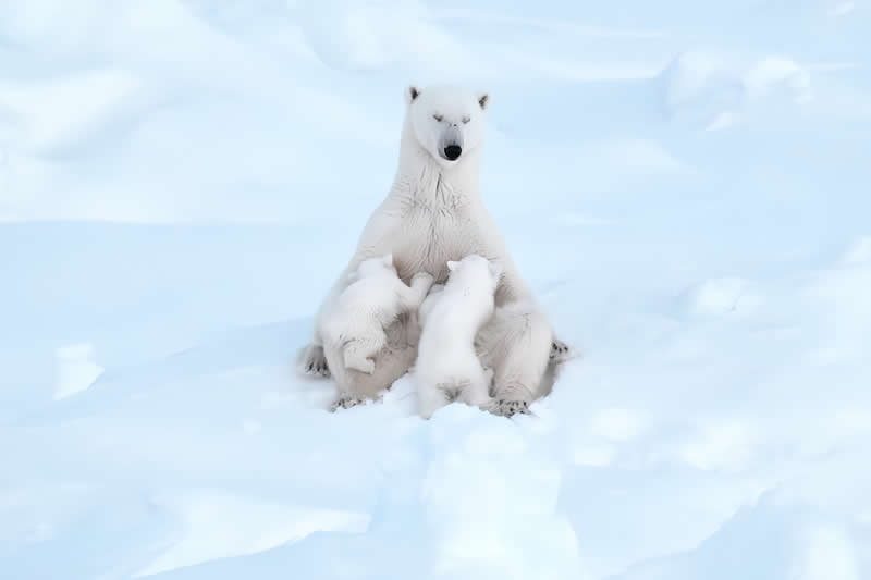 Maternal Serenities by Estebane Rezkallah - Nature Winners from the Annual Photography Awards