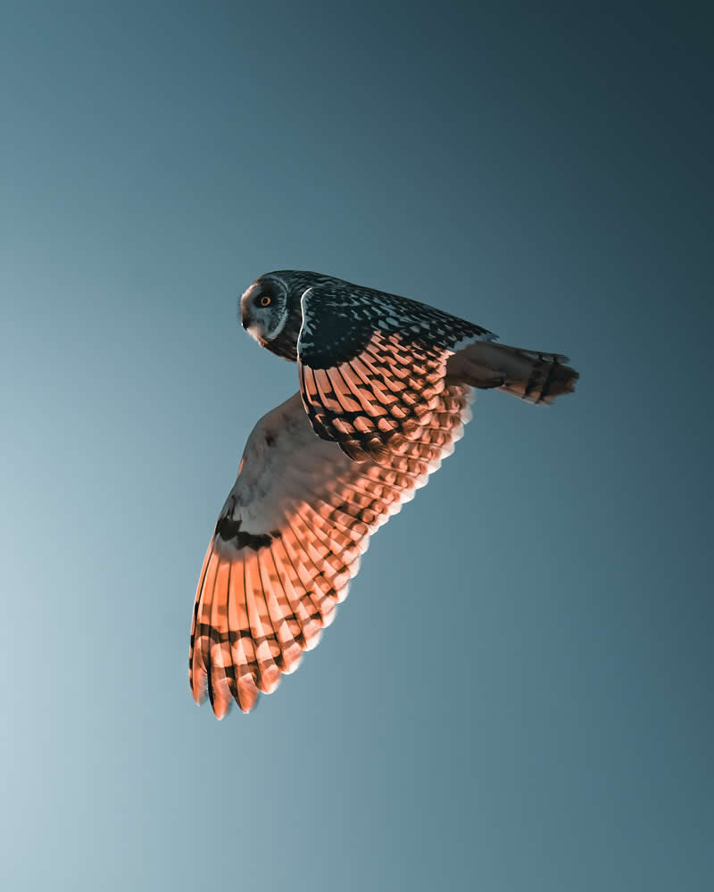 Minimal and Artistic Bird Photos by Magnus Berggren