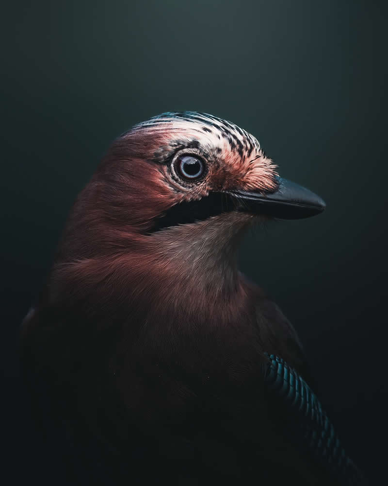Minimal and Artistic Bird Photos by Magnus Berggren