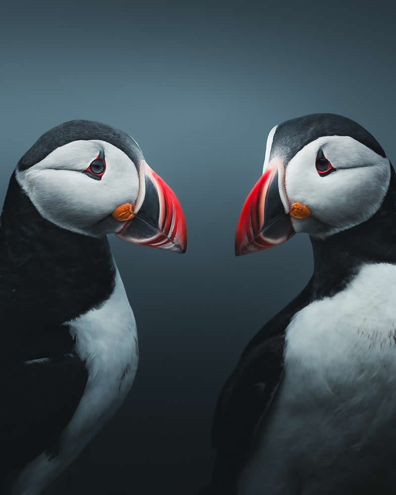 Minimal and Artistic Bird Photos by Magnus Berggren