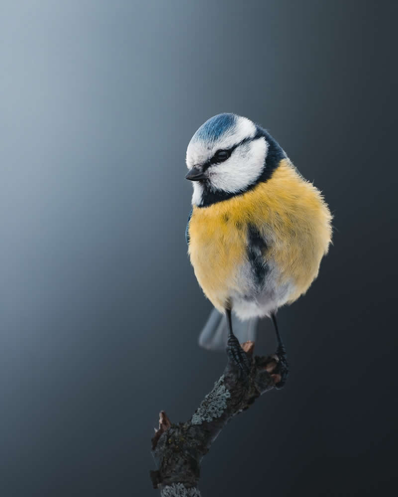 Minimal and Artistic Bird Photos by Magnus Berggren