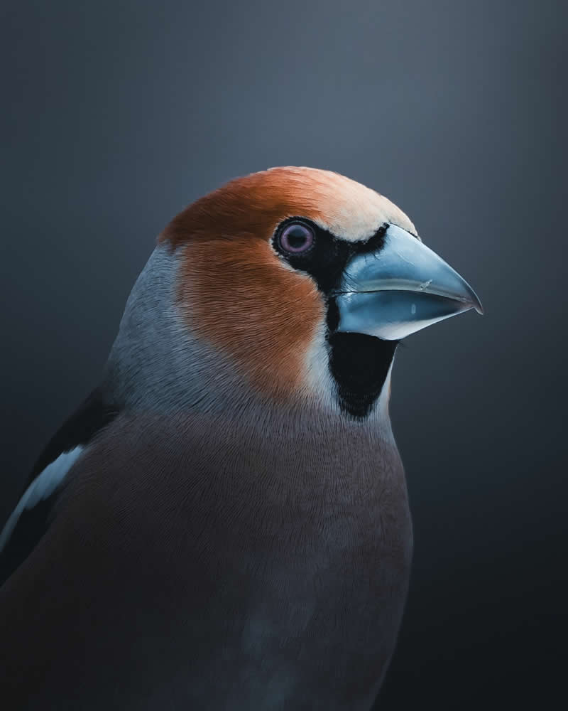 Minimal and Artistic Bird Photos by Magnus Berggren