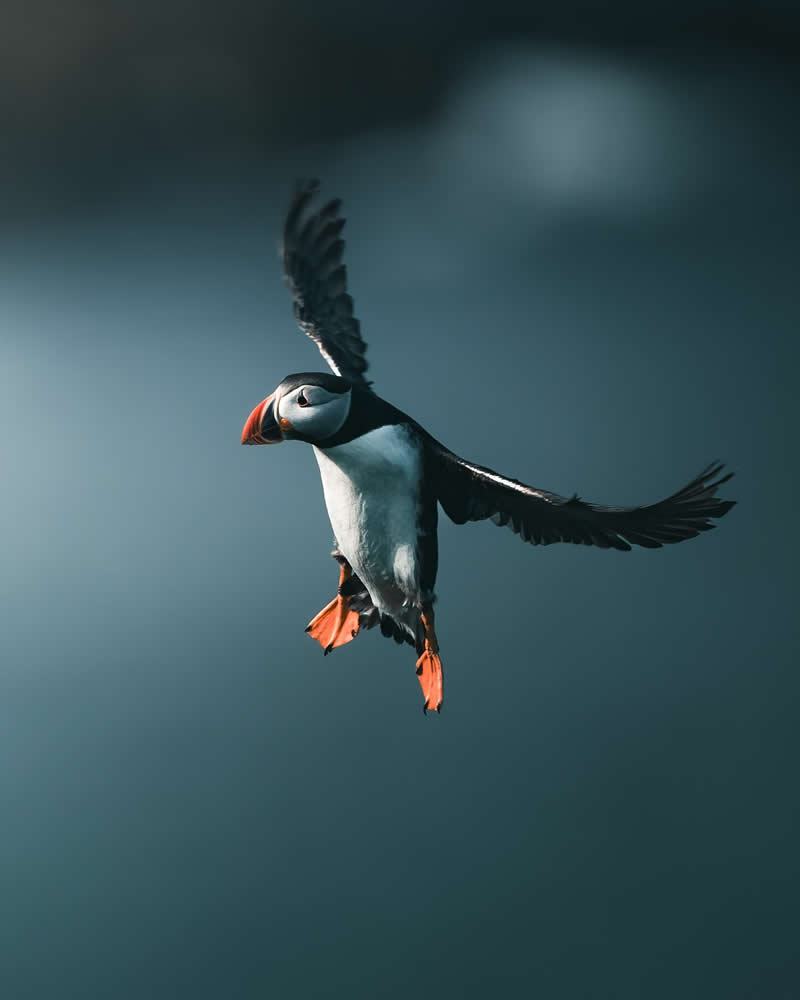 Minimal and Artistic Bird Photos by Magnus Berggren